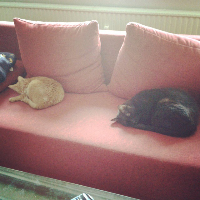 11280183_789542517819672_1932432653_n